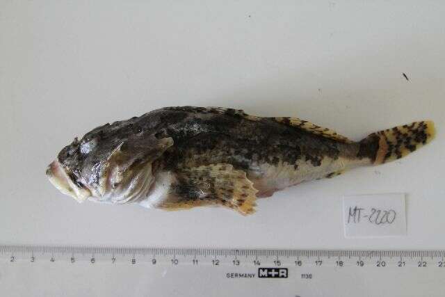 Image of Shorthorn sculpin