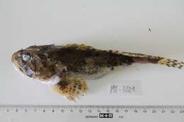 Image of Shorthorn sculpin