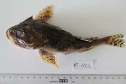 Image of Shorthorn sculpin