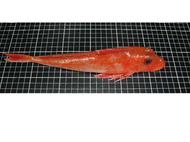 Image of Sapphirine Gurnard