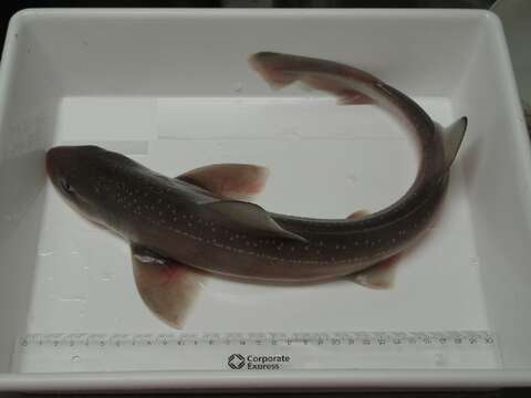 Image of smooth hound, starry smooth hound