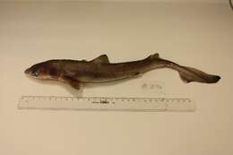 Image of Cape Shark