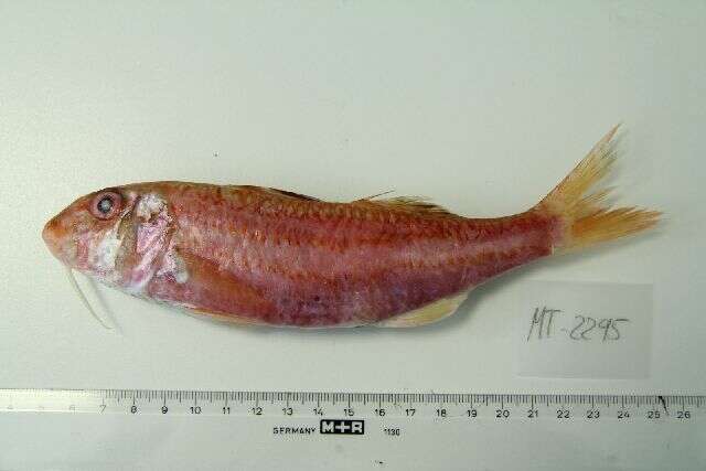 Image of Red Mullet