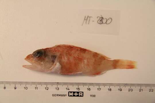 Image of Blackbelly Rosefish
