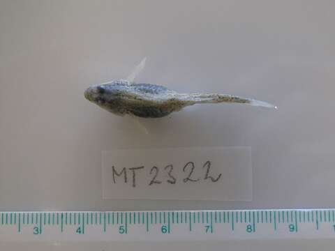 Image of Common Goby