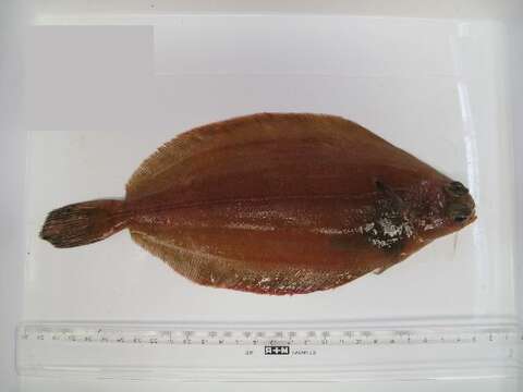 Image of Glyptocephalus