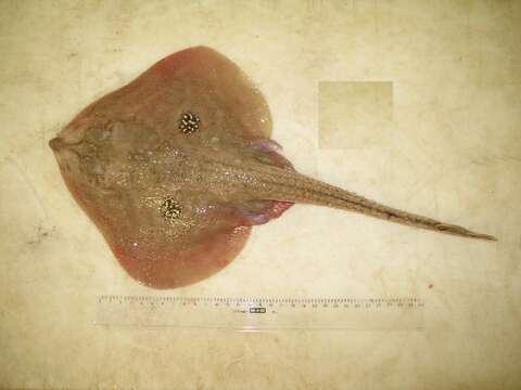 Image of Cuckoo Skate