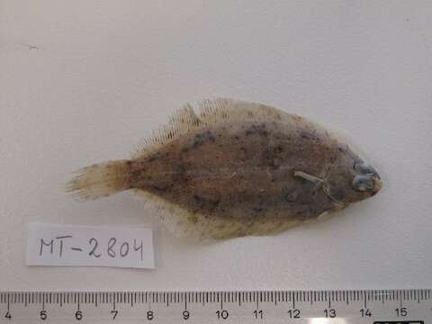 Image of Lemon sole