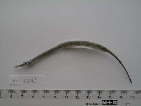 Image of Lesser Pipefish