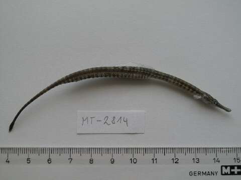 Image of Lesser Pipefish