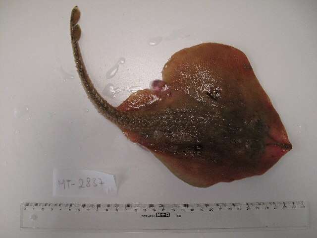 Image of Cuckoo Skate