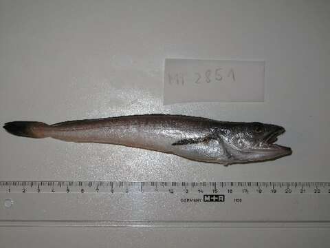 Image of Cornish Salmon