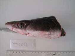 Image of Cape Shark