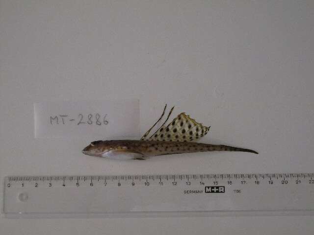 Image of Spotted dragonet