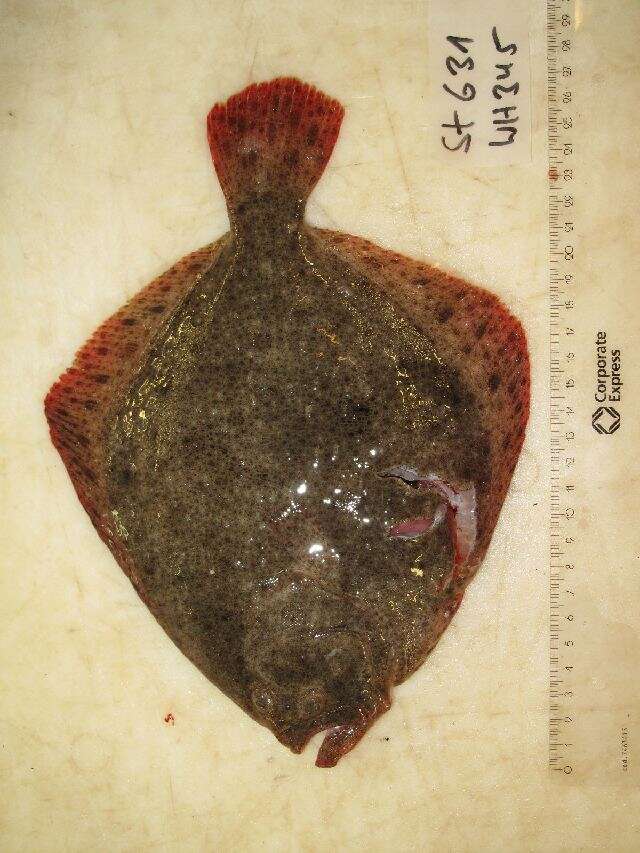 Image of turbot