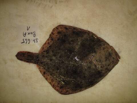 Image of turbot