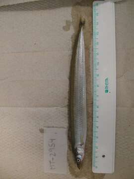 Image of raitts sand eel