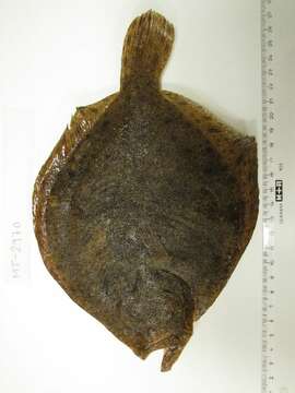 Image of turbot