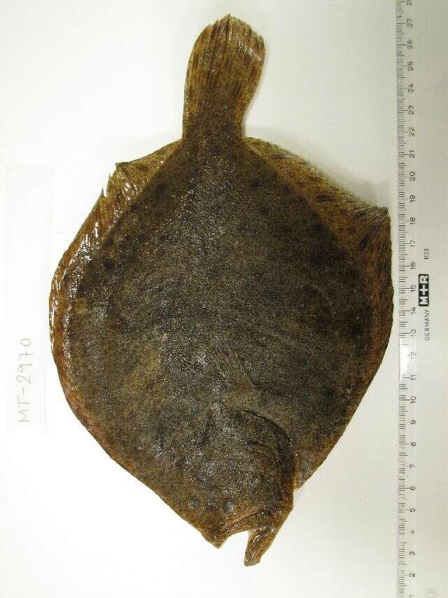 Image de turbot