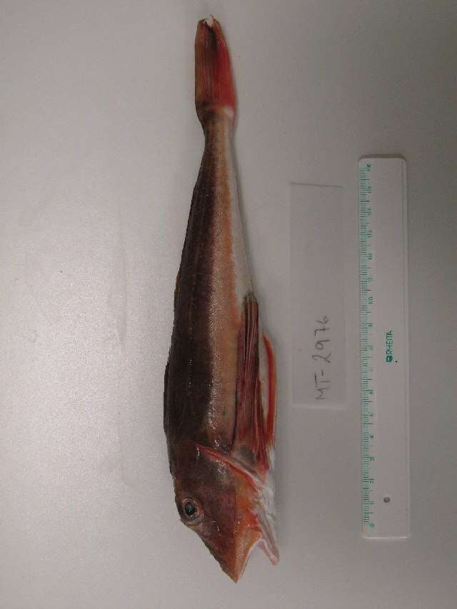 Image of Sapphirine Gurnard