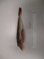 Image of Sapphirine Gurnard