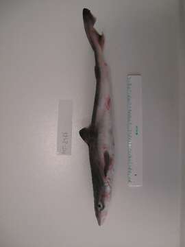 Image of Galeorhinus