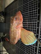 Image of Sapphirine Gurnard