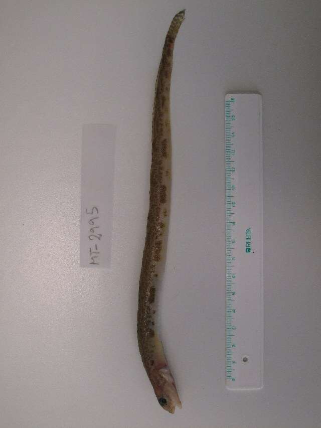 Image of snake blenny