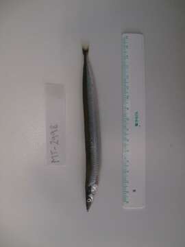 Image of raitts sand eel