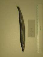 Image of raitts sand eel