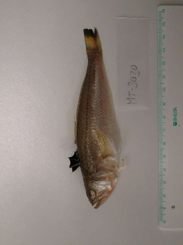 Image of Echiichthys