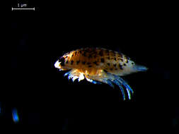 Image of speckled sea-louse