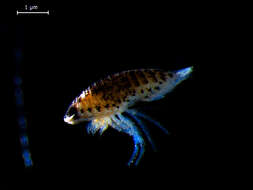 Image of speckled sea-louse