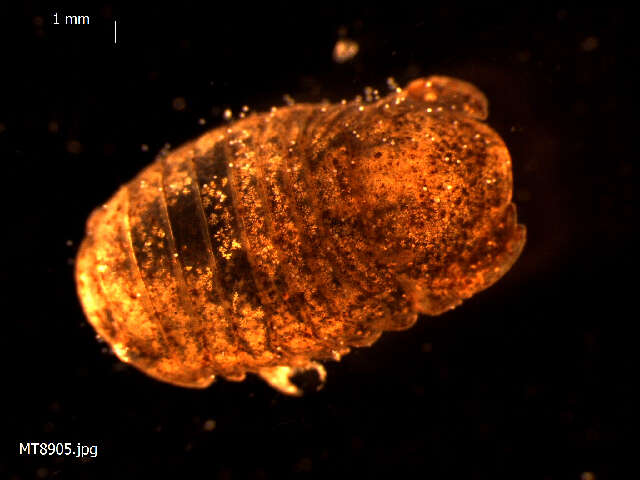 Image of Lekanesphaera rugicauda (Leach 1814)