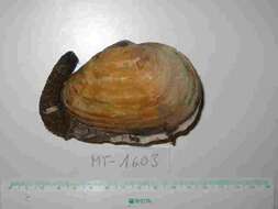 Image of Soft shelled clam