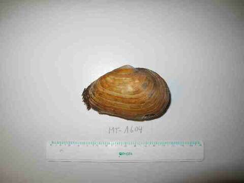 Image of Soft shelled clam