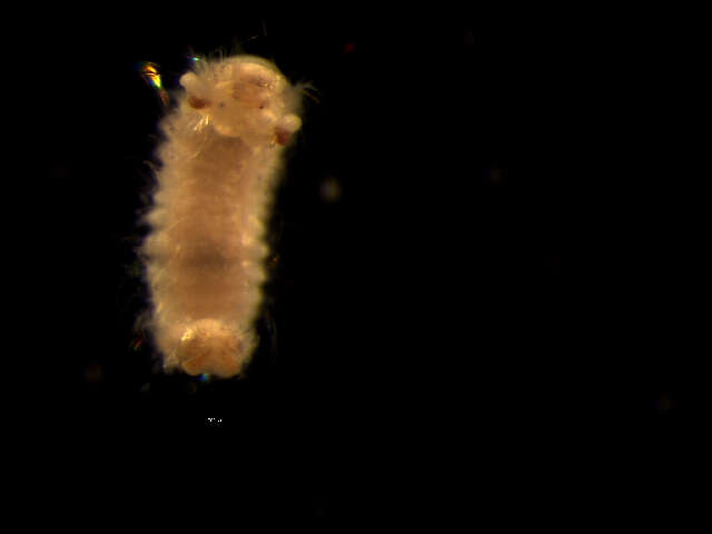 Image of Spionida