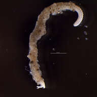 Image of Spionida