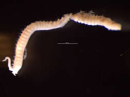 Image of Spionida