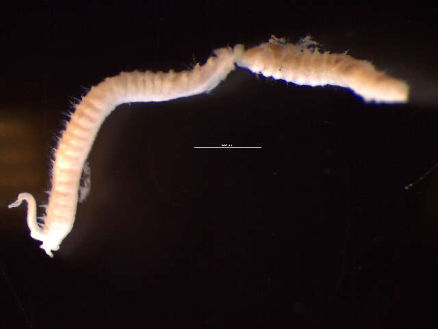 Image of Spionida