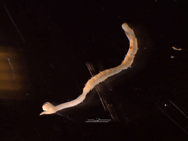 Image of Spionida