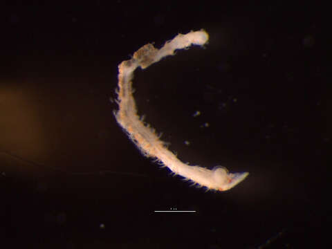 Image of Spionida