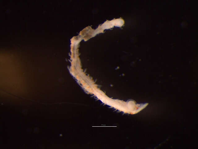 Image of Spionida