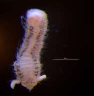 Image of Spionida