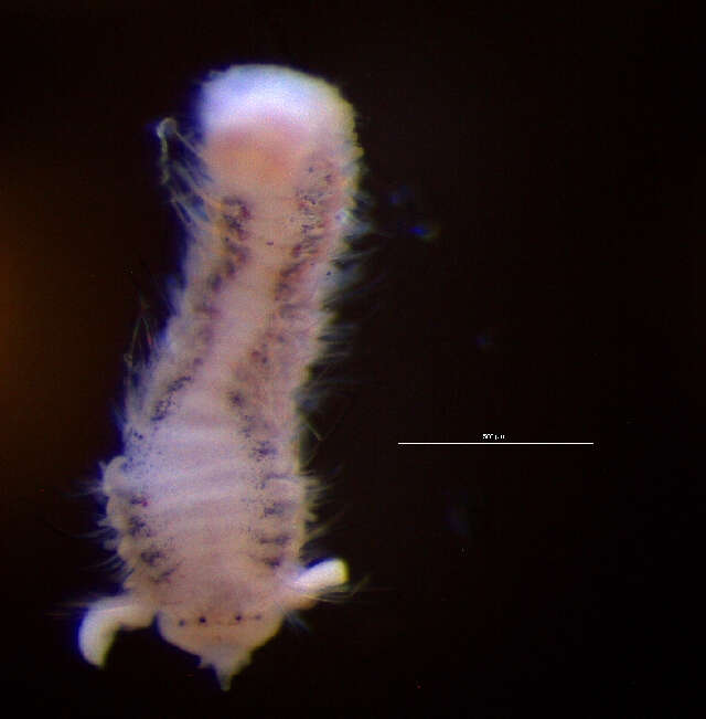 Image of Spionida