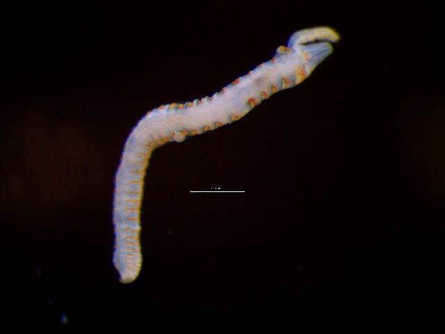 Image of Spionida