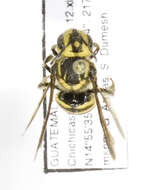 Image of Paranthidium Cockerell & Cockerell 1901