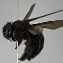 Image of Xylocopa nogueirai Hurd & Moure 1960