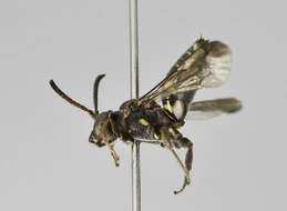 <i>Nomada argapa</i>的圖片