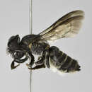 Image of Megachile